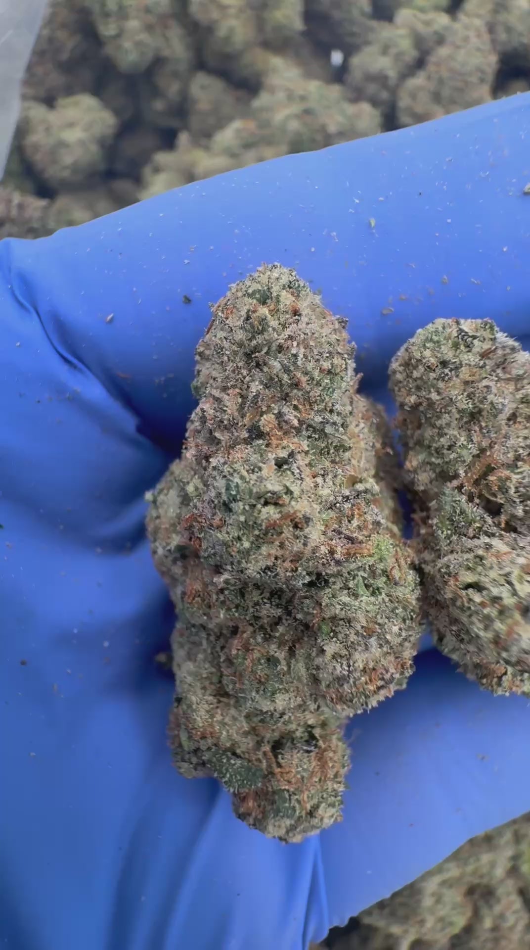 Lemon cherry RUNTZ
