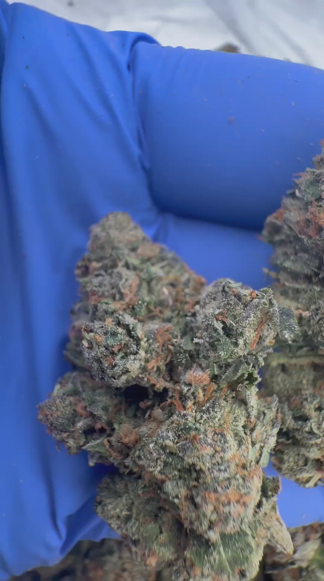 Blue RUNTZ