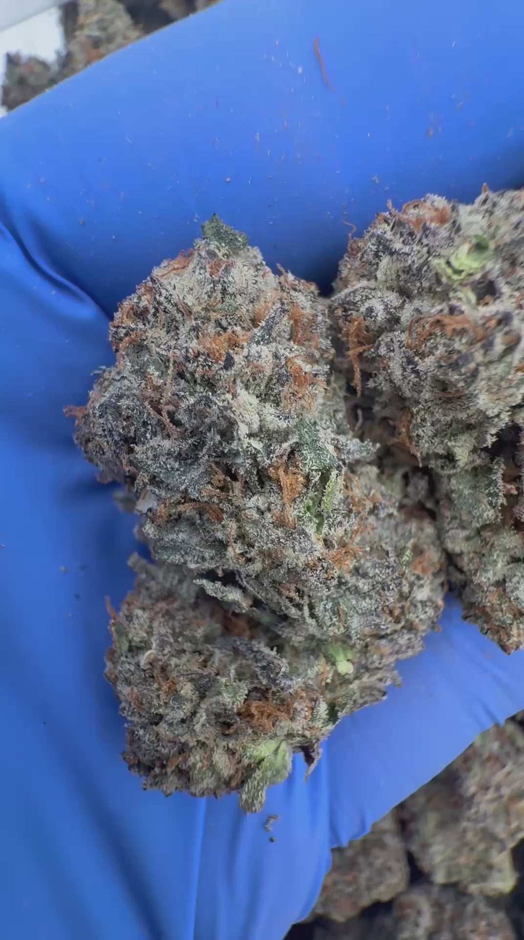 Black domina