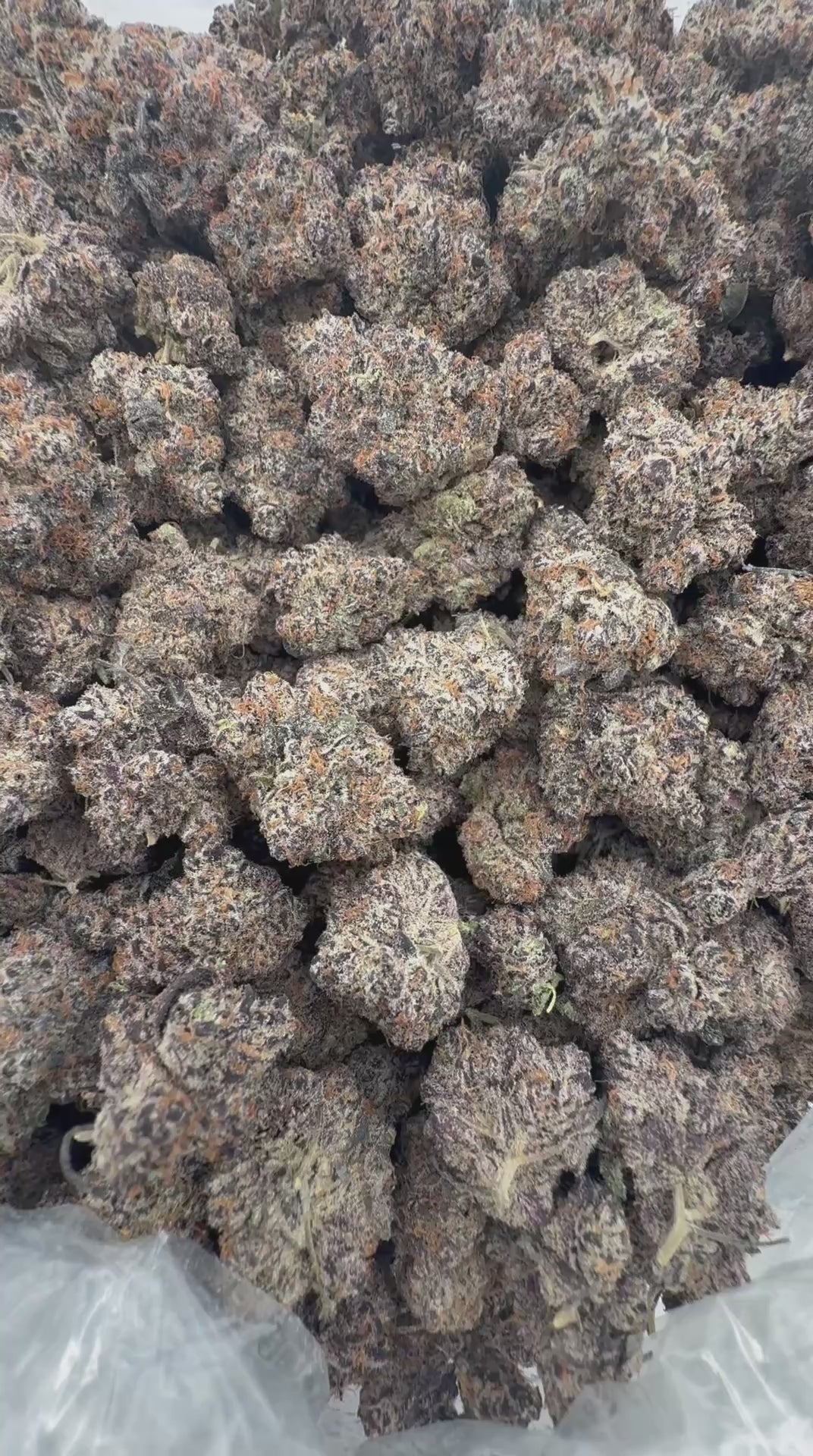 Cote blue