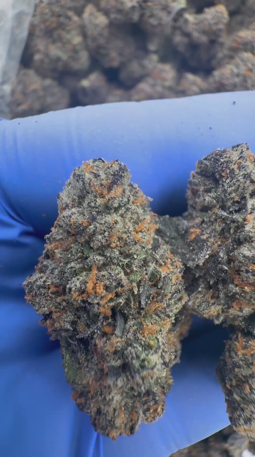 Durban Z