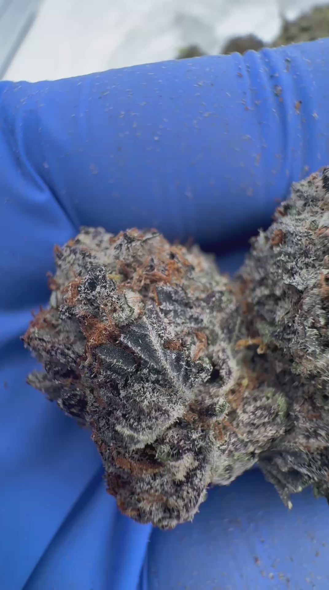 Bubblegum gas