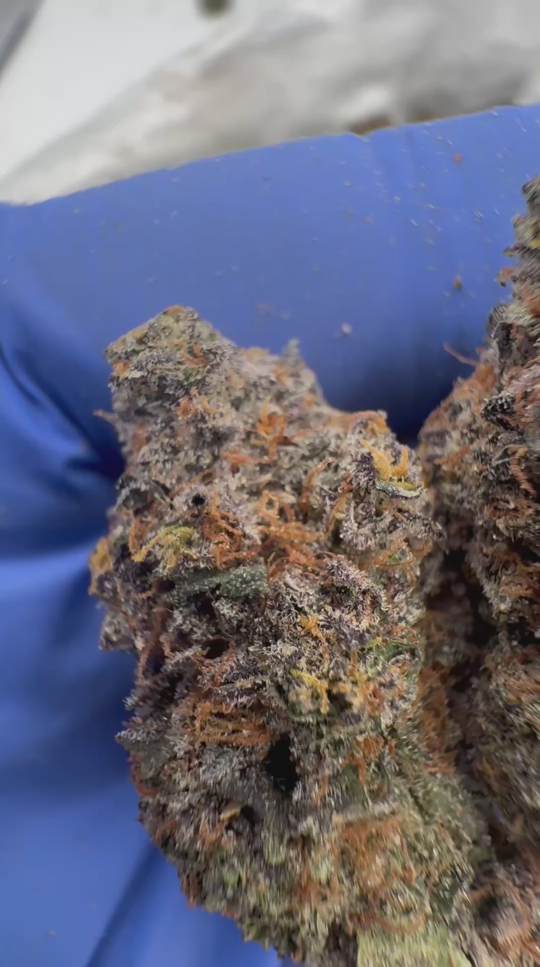 Twin purp